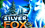 Silver Fox